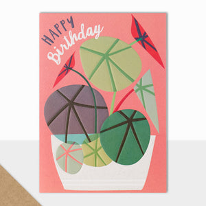 Bloom Happy Birthday House Plant